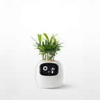 Ivy Smart Planter Robot – Interactive AI Plant Pot with Sensors, Emoticons and Personalized Lighting for Smart Indoor Plant Care