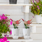 Self Watering Planter for Easy Plant Care