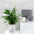 Self Watering Planter for Easy Plant Care