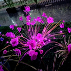 Solar Powered Decorative Purple LED Flower Stake Lights - Waterproof Outdoor Lawn Patio Garden Lighting