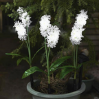 Solar Powered LED Hyacinth 3 Piece Stake Set - Weatherproof Yard Garden Flower Bed Outdoor Decor Lighting