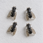 Buzzkill Fly Stud Earrings