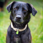 Pets Smart Waterproof GPS Tracker