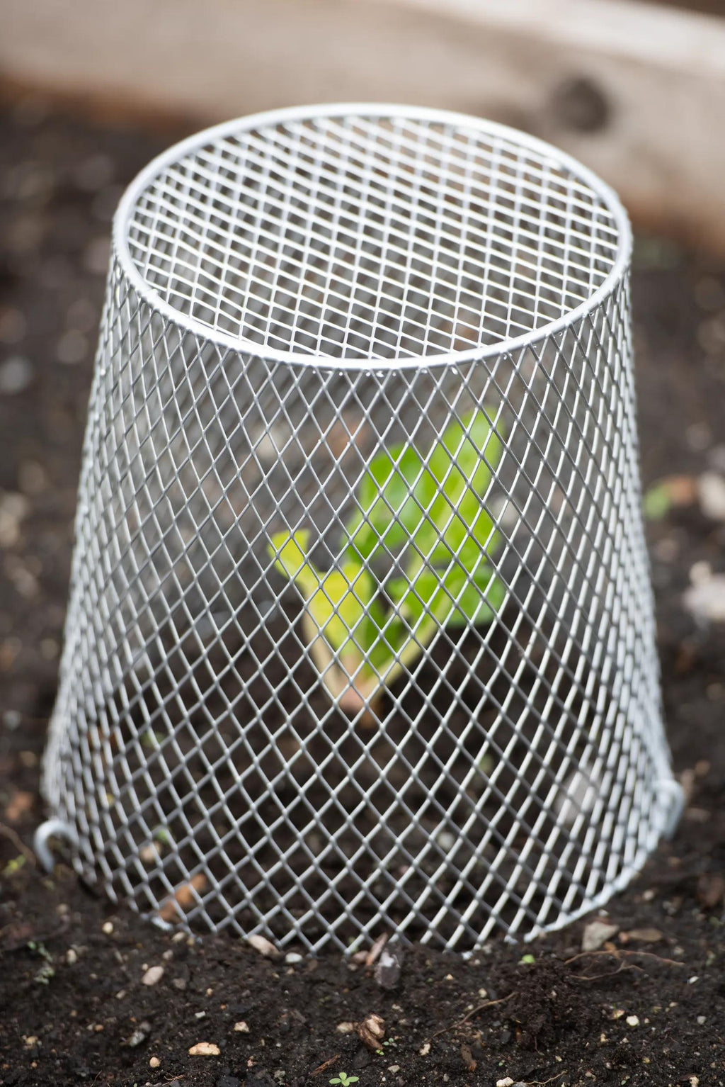 Seedling Cloche, Set of 10