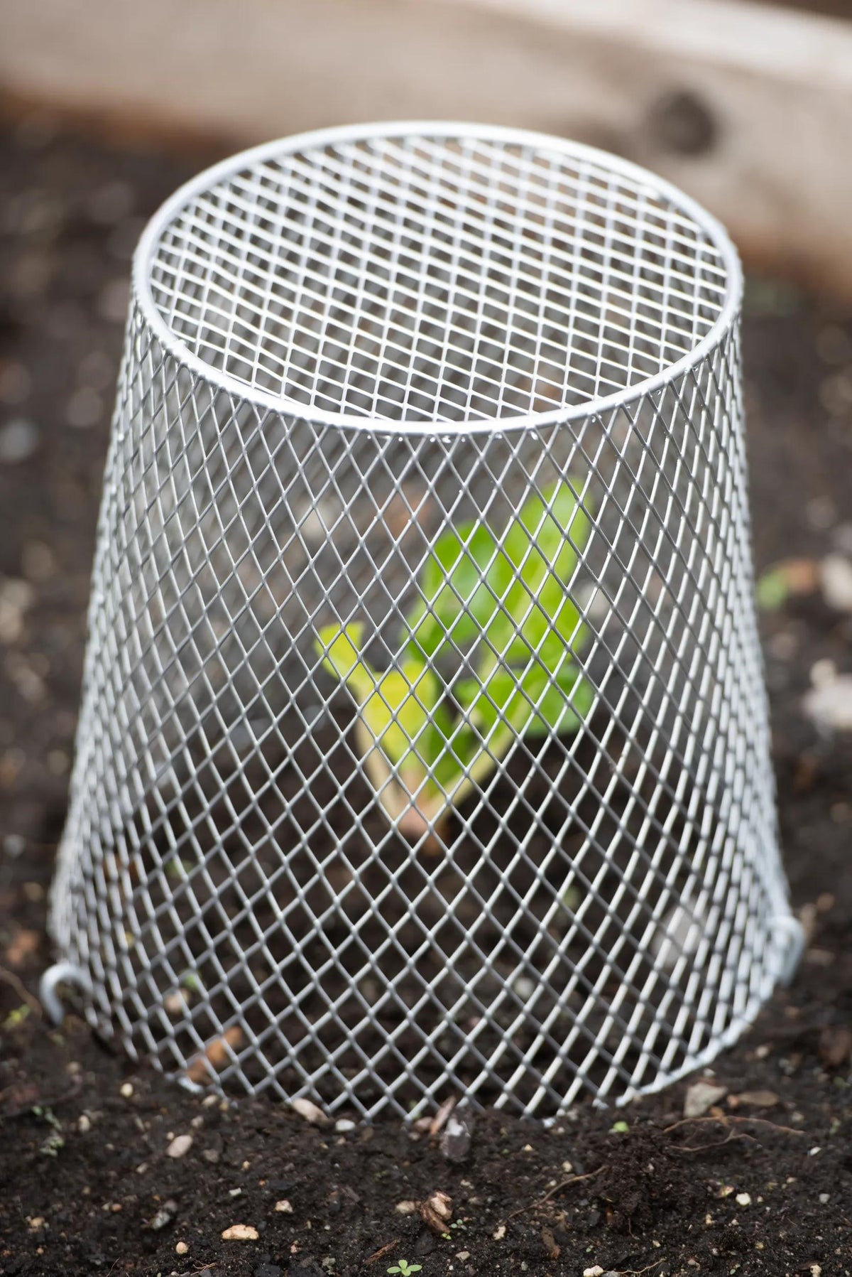 Seedling Cloche, Set of 10